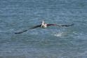 J0120 Brown Pelican.JPG